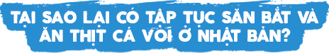 Tại sao lại có tập tục săn bắt và ăn thịt cá voi ở Nhật Bản?